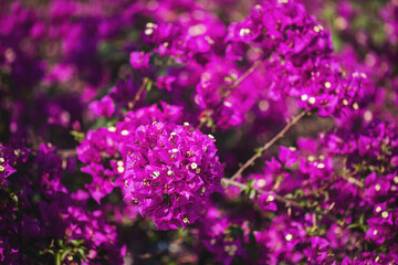 bougainvillea flowers close up.  Magenta bougainvillea flowers. Lots of purple Bougainvillea flowers on the street.