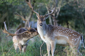 a fallow deer with antlers cares for another fallow deer in a meadow with trees in the background