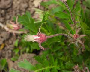 Geum triflorum (Prairie Smoke) Native North American Prairie Grassland Wildflower