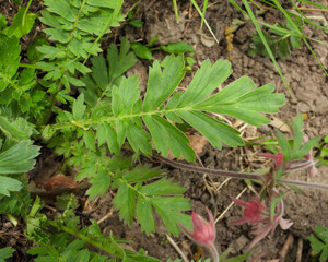 Geum triflorum (Prairie Smoke) Native North American Prairie Grassland Wildflower