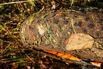Fatbike tire tread clogged with mud and leaves after off-roading