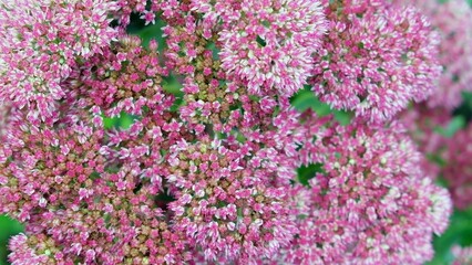 Close-up of micro pink flowers of Butterfly stonecrop - Hylotelephium spectabile. Sedum bloom close-up in an ornamental garden