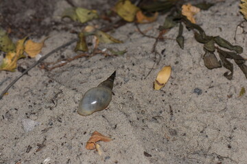 White shell on sand in autumn forest