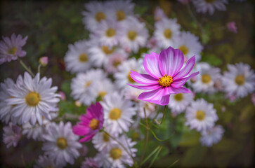 Autumn flowers