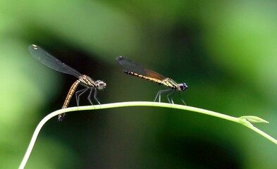 Shallow focus of a couple of damselflies on a green plant against a blurry background