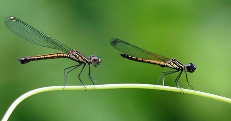 Couple of damselflies on a green plant against a blurry background