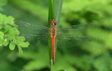 Close-up of a red-veined darter perched on a green leaf with a blurred green background.