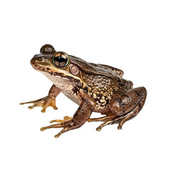 Fototapeta premium Common Frog on transparent background
