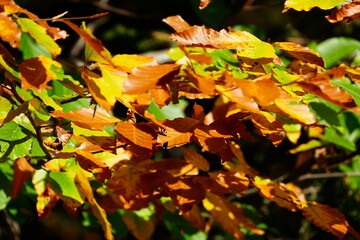 Liście, Jesień, Kolory