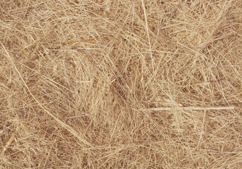 Wheat dry straw texture background, beveled wheat, cereal crops, top view