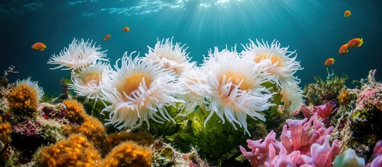 Obraz premium A cluster of white anemones bloom in the coral reef. Sun rays pierce the blue water, while orange fish swim by.