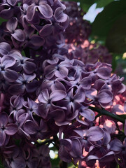purple flowers