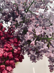 pink and white lilac flowers