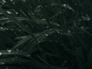 rain drops on grass