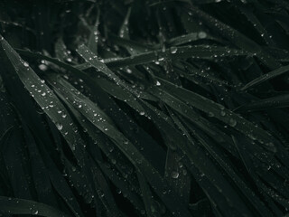 rain drops on a leaf