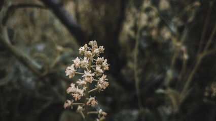 flowers in the forest