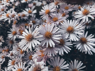 white daisies in a garden