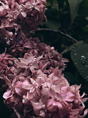 pink and lilac flowers