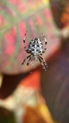 Cross spider (Araneus diadematus) waiting for prey in the center of its web on a blurred background, macro, insect world