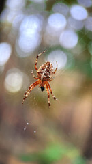 Cross spider (Araneus diadematus) waiting for prey in the center of its web on a blurred background, macro, insect world