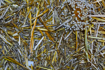 Close-up of hay bale texture. Hay bale background