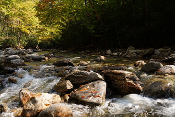 mountain river in the forest