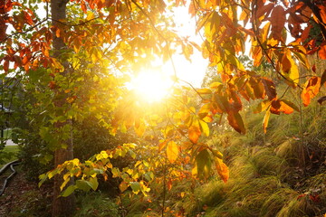 sun shining through the trees