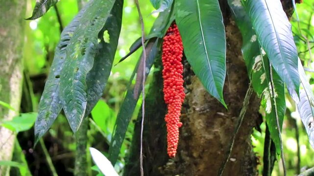 Orange beautiful berry plant in tropical nature in Costa Rica.