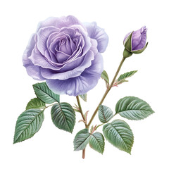 Fototapeta premium Lavender Rose Blossom isolated on transparent background