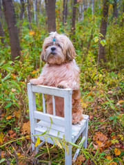 shih tzu dog stands on a chair in the forest in autumn