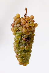 Cluster of white grapes of the Viura variety