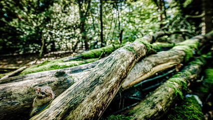 Siberian chipmunk (Eutamias sibiricus) in the forest in Noord Brabant in the Netherlands