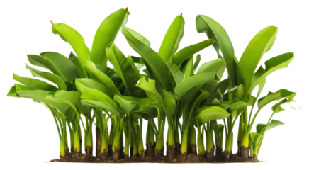 PNG Plant green leaf agriculture.