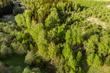 Forest landscape with birch trees in the foreground