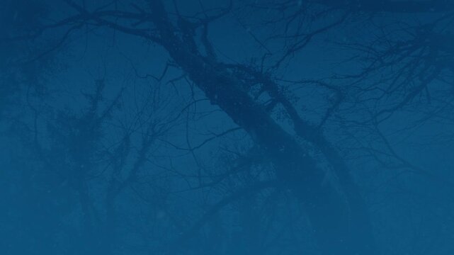 Snowing In Misty Dark Woods Moving Shot
