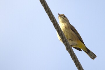 Mockingbird perched in the wire