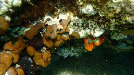Сhicken liver sponge or Caribbean Chicken-liver sponge (Chondrilla nucula) undersea, Aegean Sea, Greece, Halkidiki, Kakoudia beach