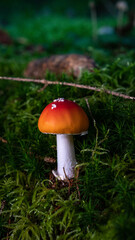 Pilz im Wald