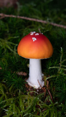 Pilz im Wald