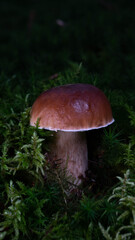 Pilz im Wald
