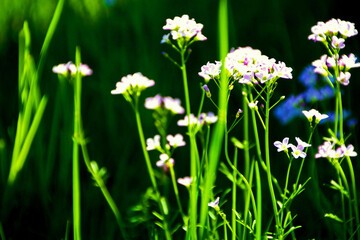 macro shot of white flowers in green grass