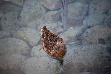 A duck in copenhagen denmark