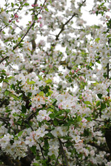 flowers from the apple tree