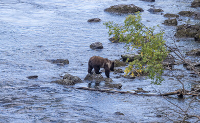 Young Brown Bear on the Kenai Peninsula Alaska in Autumn