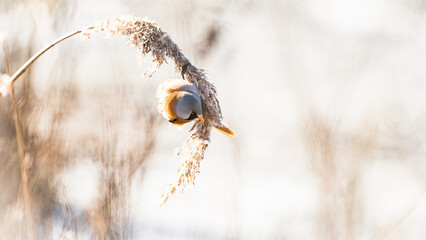 Male Bearded Reedling (Panurus biarmicus) eating frosty seeds on a winter morning