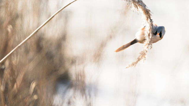 Male Bearded Reedling (Panurus biarmicus) eating frosty seeds on a winter morning