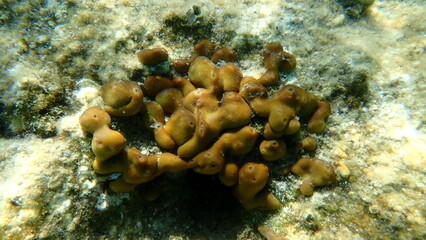 Сhicken liver sponge or Caribbean Chicken-liver sponge (Chondrilla nucula) undersea, Aegean Sea, Greece, Halkidiki, Kakoudia beach