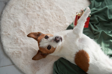 Playful Jack Russell Terrier dog enjoys a Christmas moment, gleefully holding a sparkling red gift