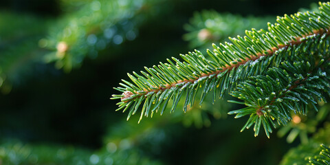 Fototapeta premium close up of pine needles Macro christmas tree background in season