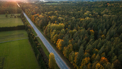 road in autumn forest
